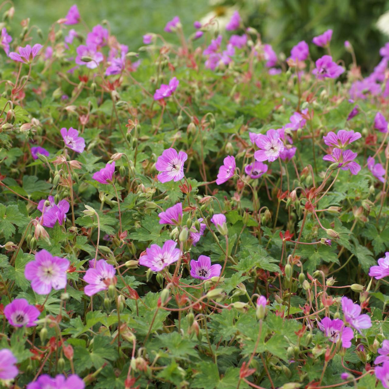 Geranium 'Kelly-Anne' plant