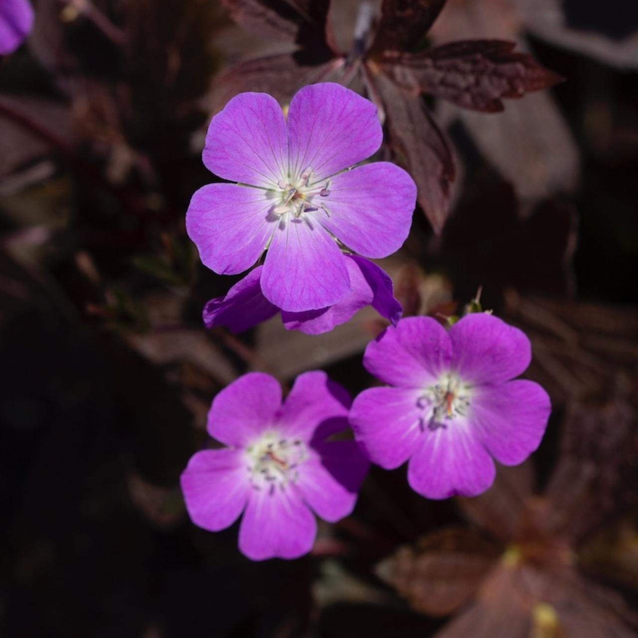 Geranium maculatum 'Stormy Night' plant