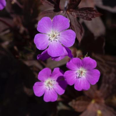 geranium-maculatum-stormy-night