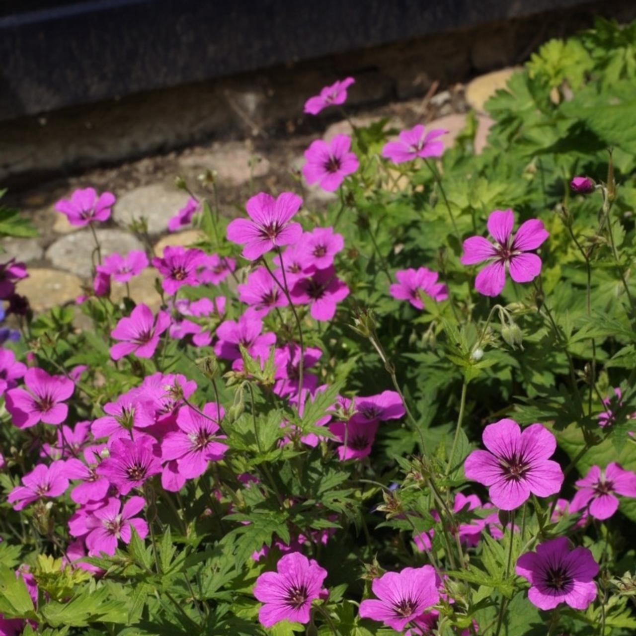 Geranium 'Patricia' plant