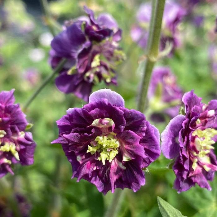 Geranium phaeum 'Joseph Green' plant