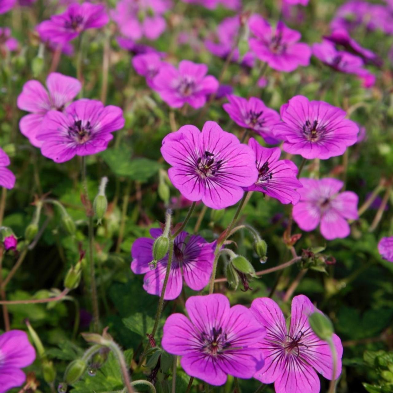 Geranium 'Pink Penny' plant