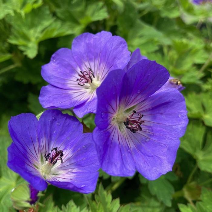 Geranium 'Rozanne' plant