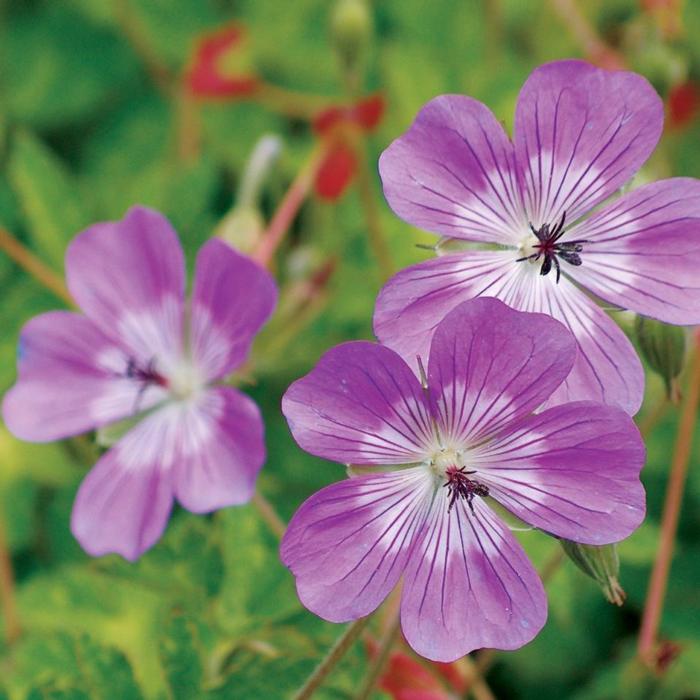 Geranium 'Sylvia's Surprise' plant