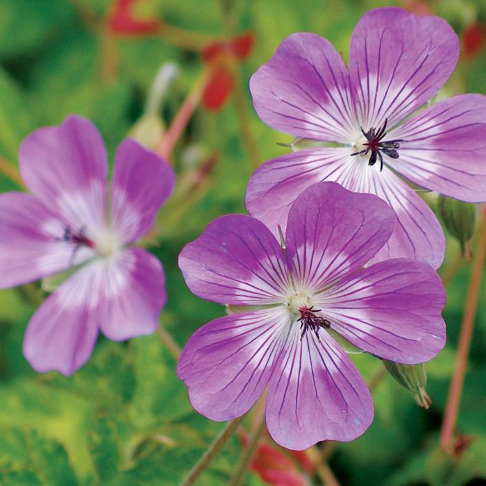 Geranium 'Sylvia's Surprise' plant