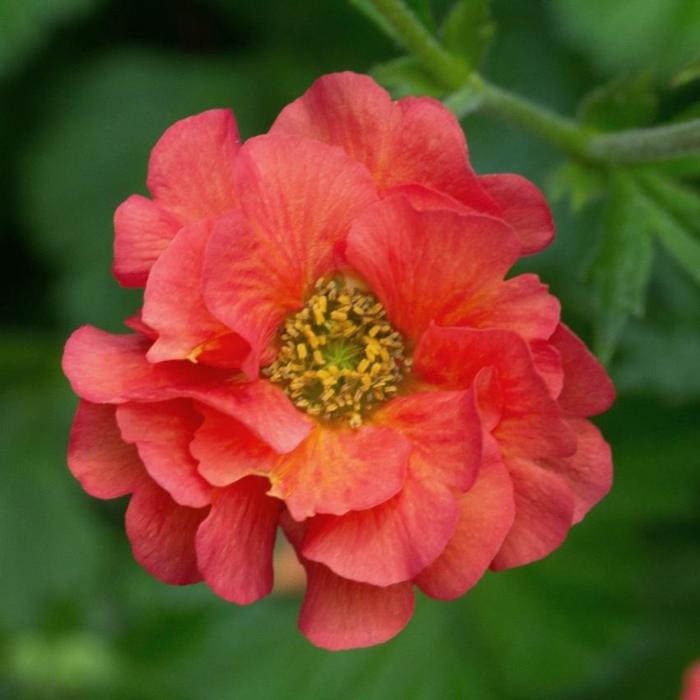 Geum 'Coral Tempest' plant