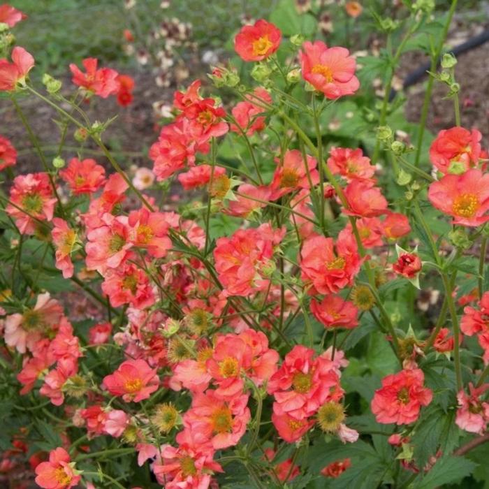 Geum 'Coral Tempest' plant