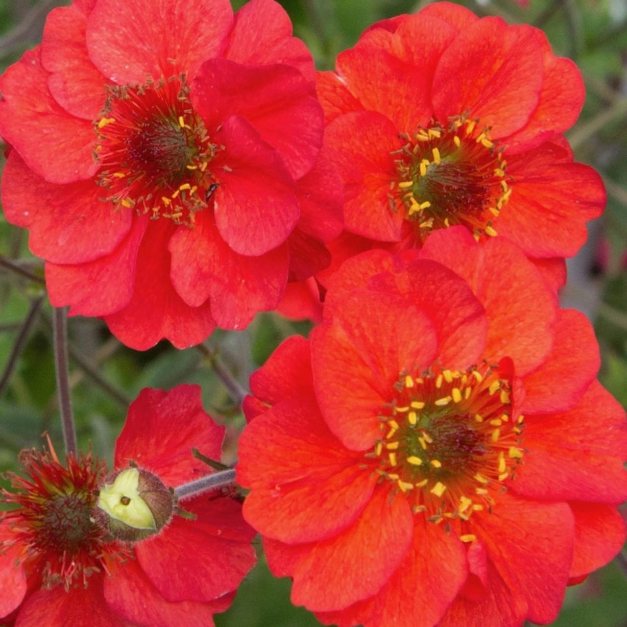 Geum 'Fiery Tempest' plant