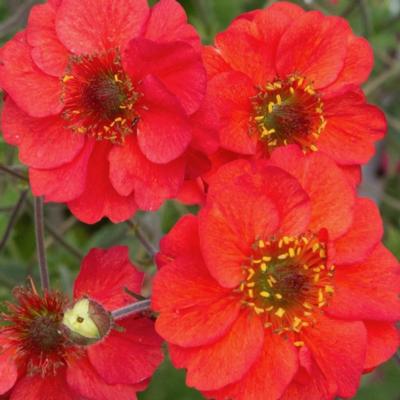 geum-fiery-tempest