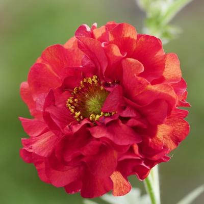 geum-firestarter