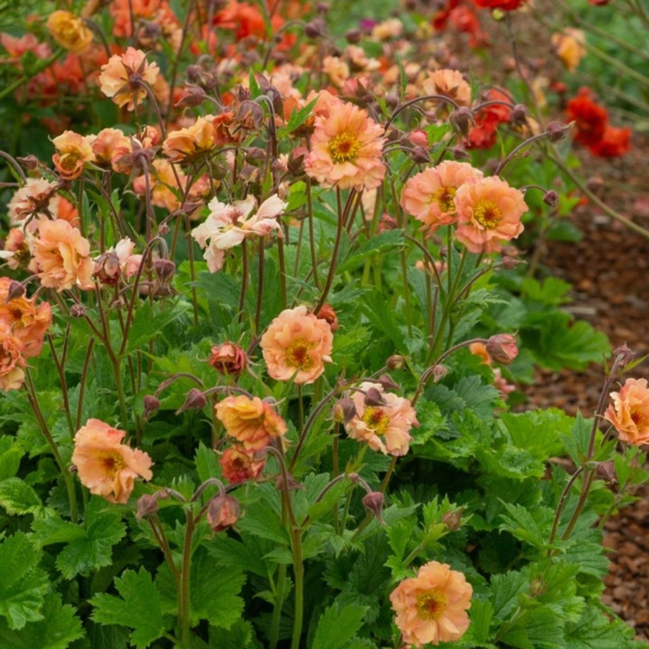 Geum 'Mai Tai' plant