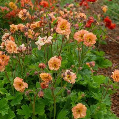 geum-mai-tai