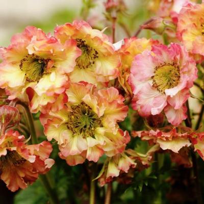 geum-pretticoats-peach