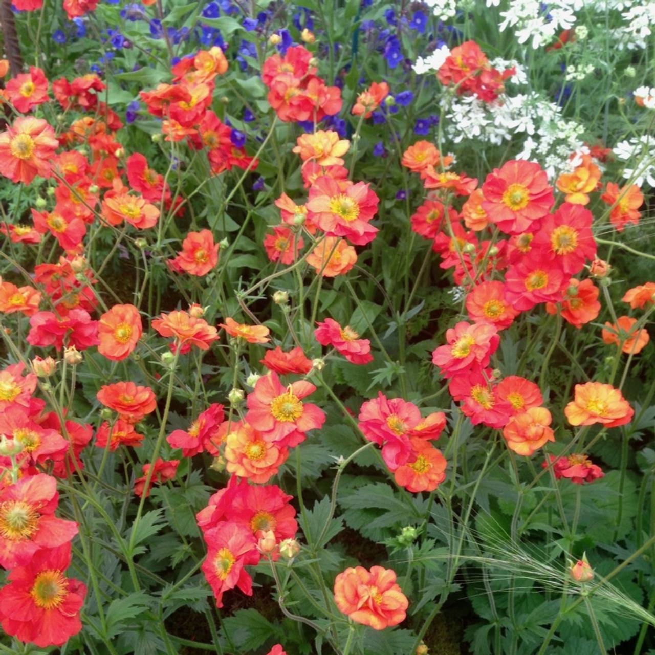 Geum  'Scarlet Tempest' plant