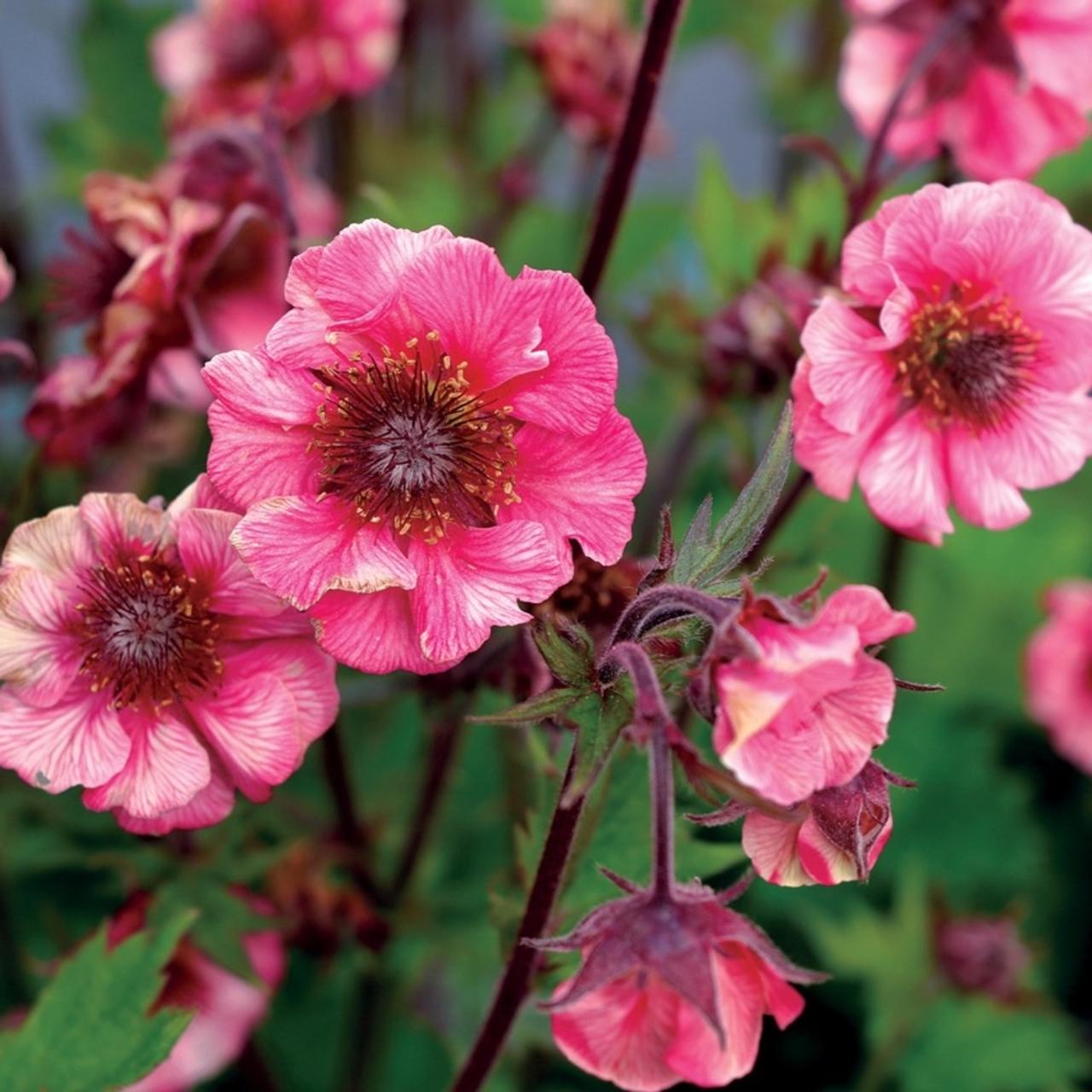 Geum TEMPO 'Coral' plant