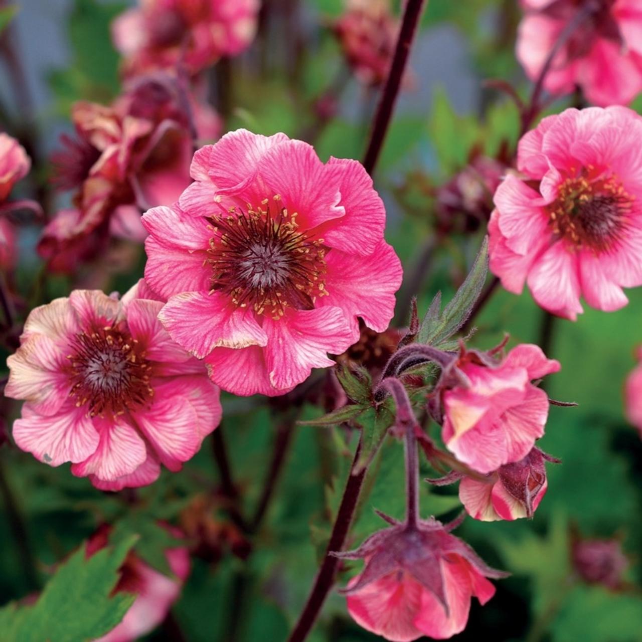 Geum TEMPO 'Rose' plant