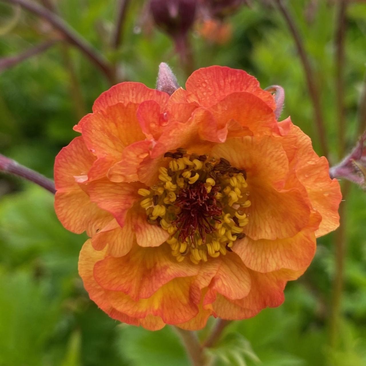 Geum 'Tutti Frutti' plant