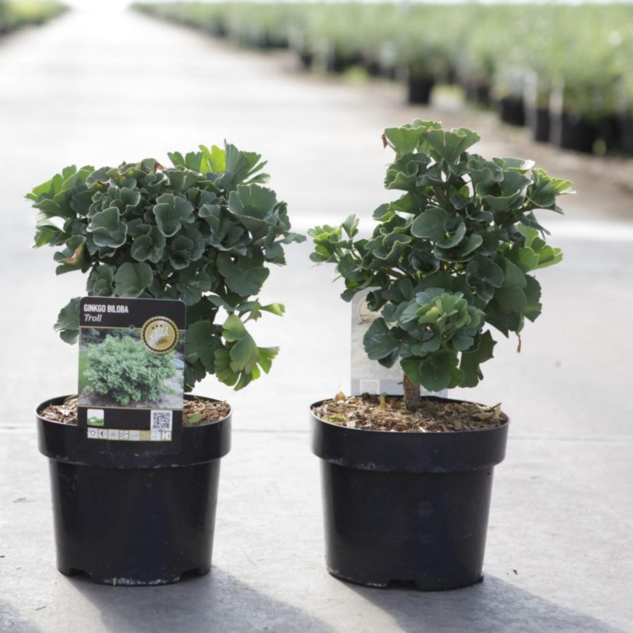 Monarch jam Derde Ginkgo biloba 'Troll' - planten kopen bij Coolplants