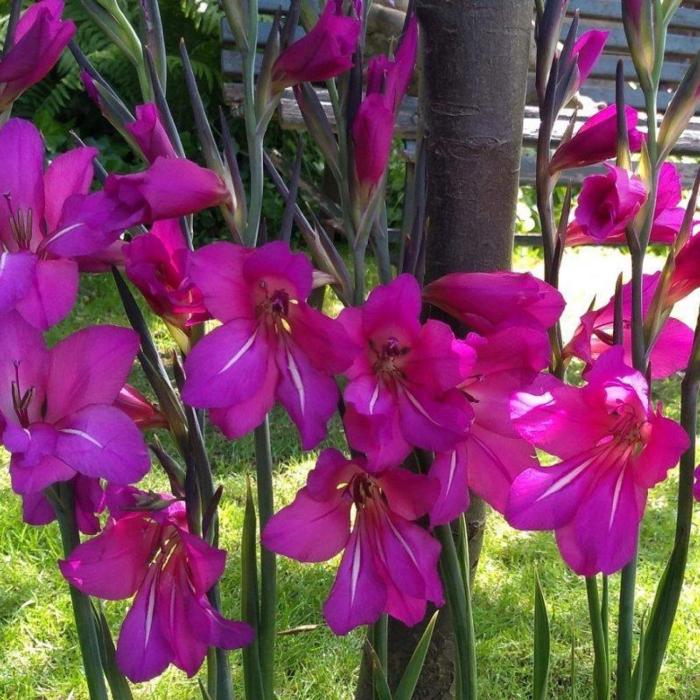 Gladiolus byzantinus 'Whistling Jack' plant