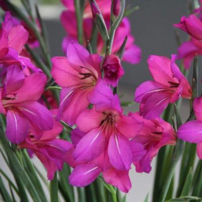 gladiolus-byzantinus-whistling-jack