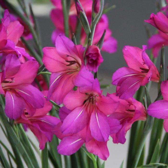 Gladiolus byzantinus 'Whistling Jack' plant