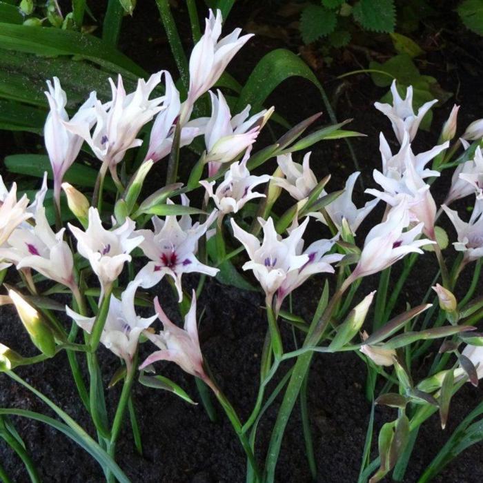 Gladiolus carneus 'Albidus' plant