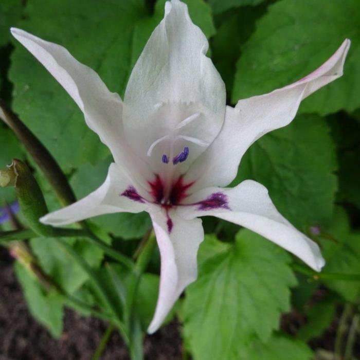 Gladiolus carneus 'Albidus' plant