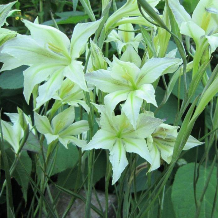 Gladiolus tristis var. concolor plant