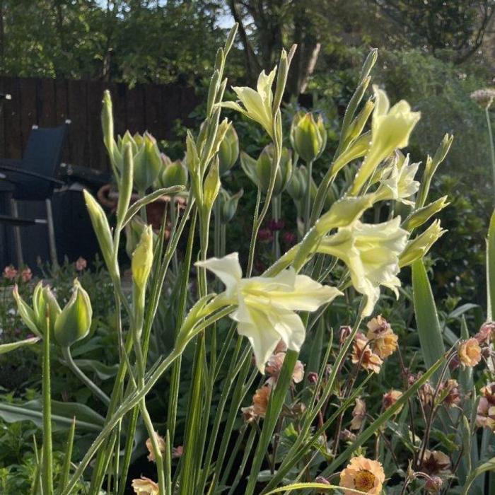 Gladiolus tristis var. concolor plant