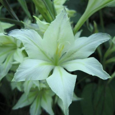 gladiolus-tristis-var-concolor