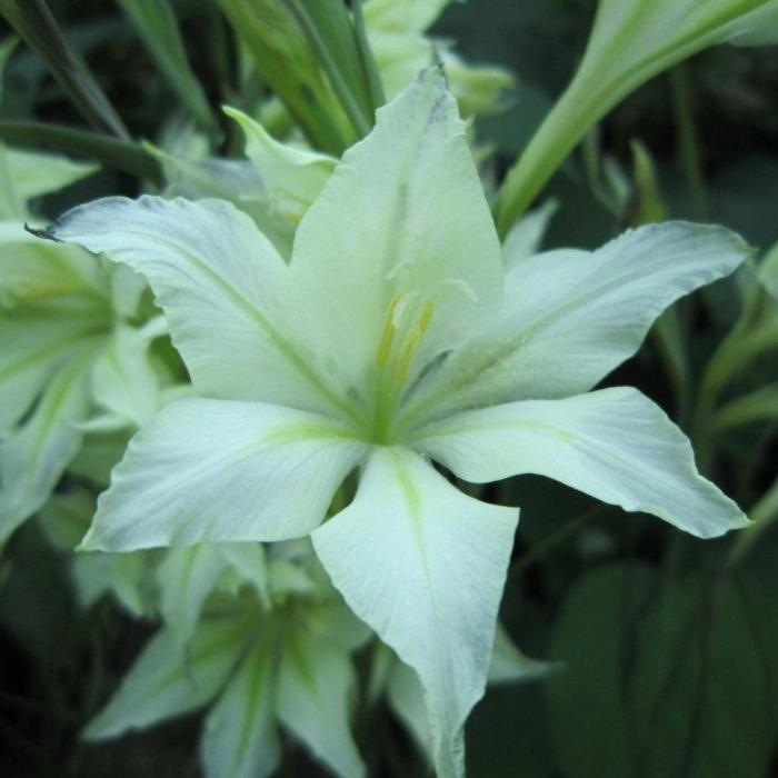 Gladiolus tristis var. concolor plant