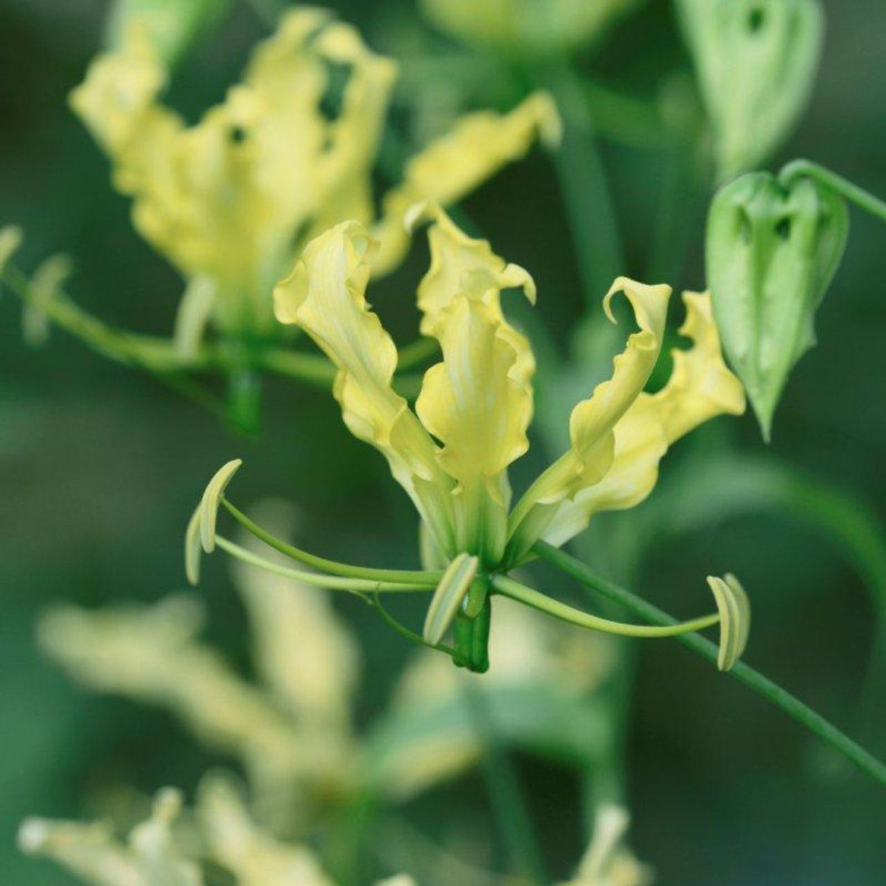 Gloriosa 'Lime' plant