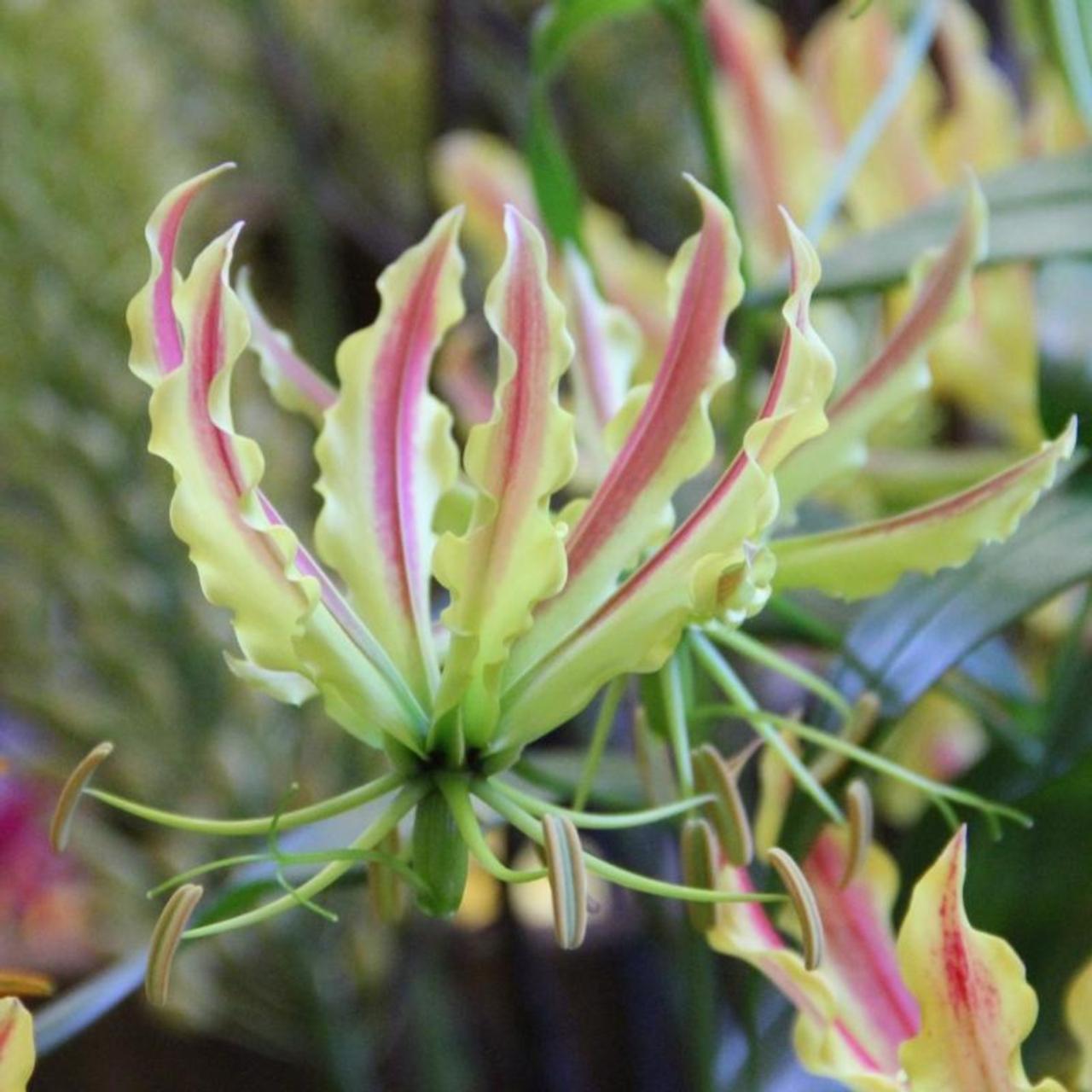 Gloriosa 'Sparkling Stripe' plant