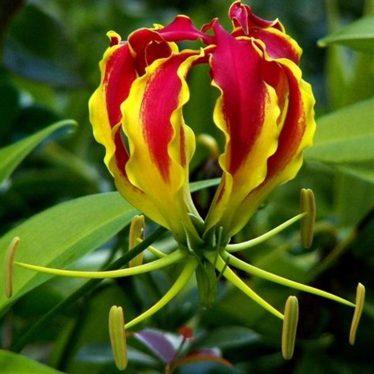 Gloriosa superba plant