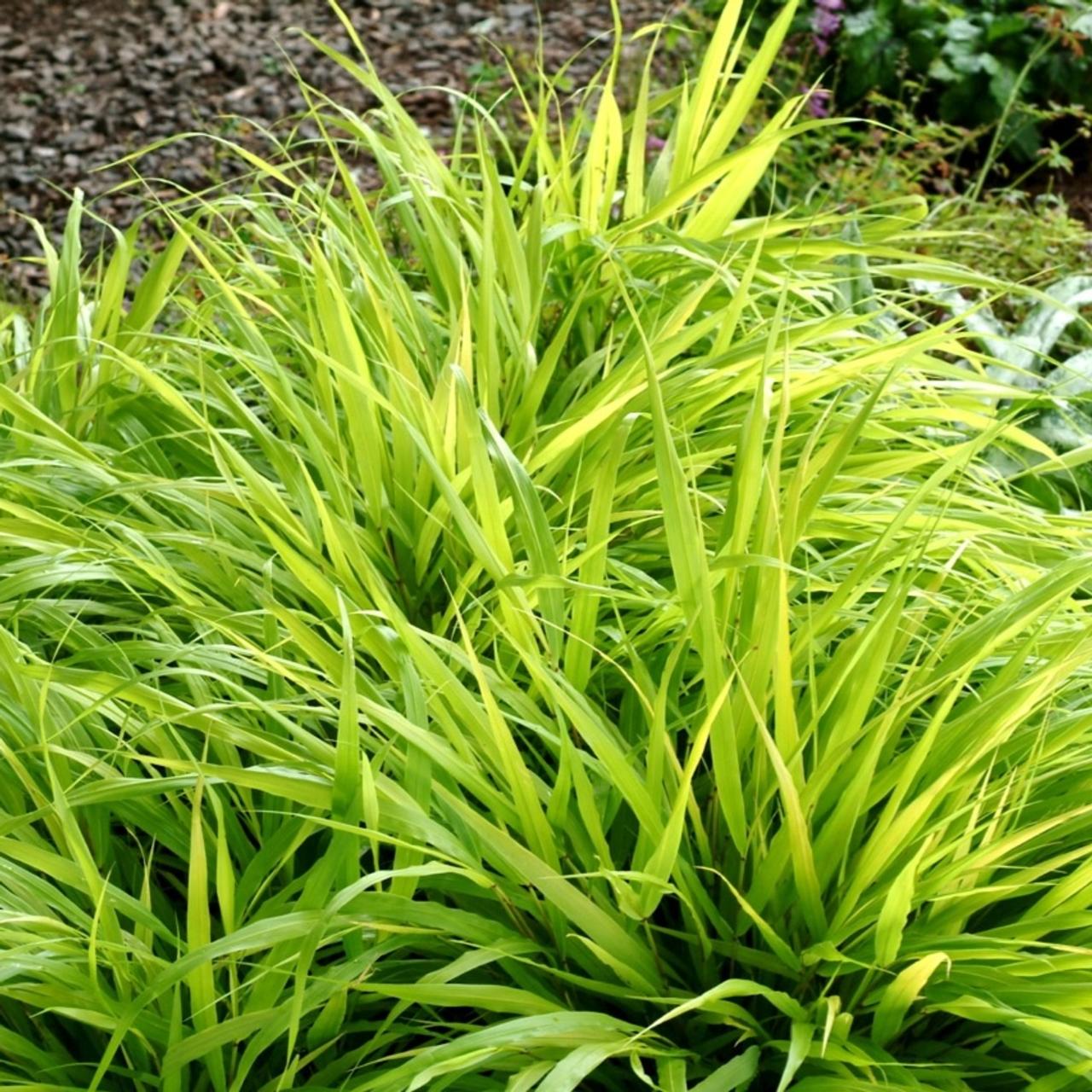 Hakonechloa macra 'All Gold' plant