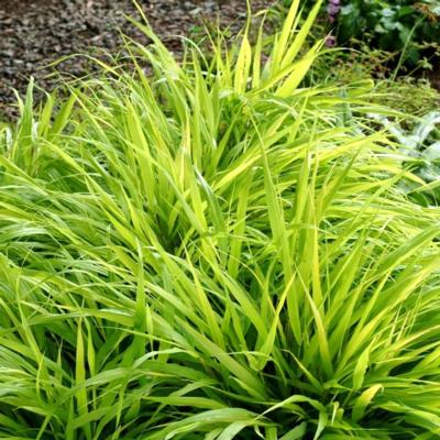 hakonechloa-macra-all-gold