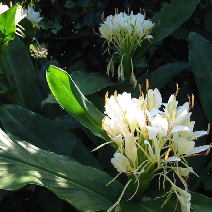 Hedychium coronarium plant