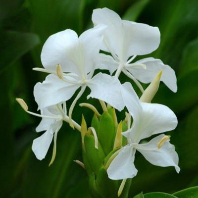 hedychium-coronarium