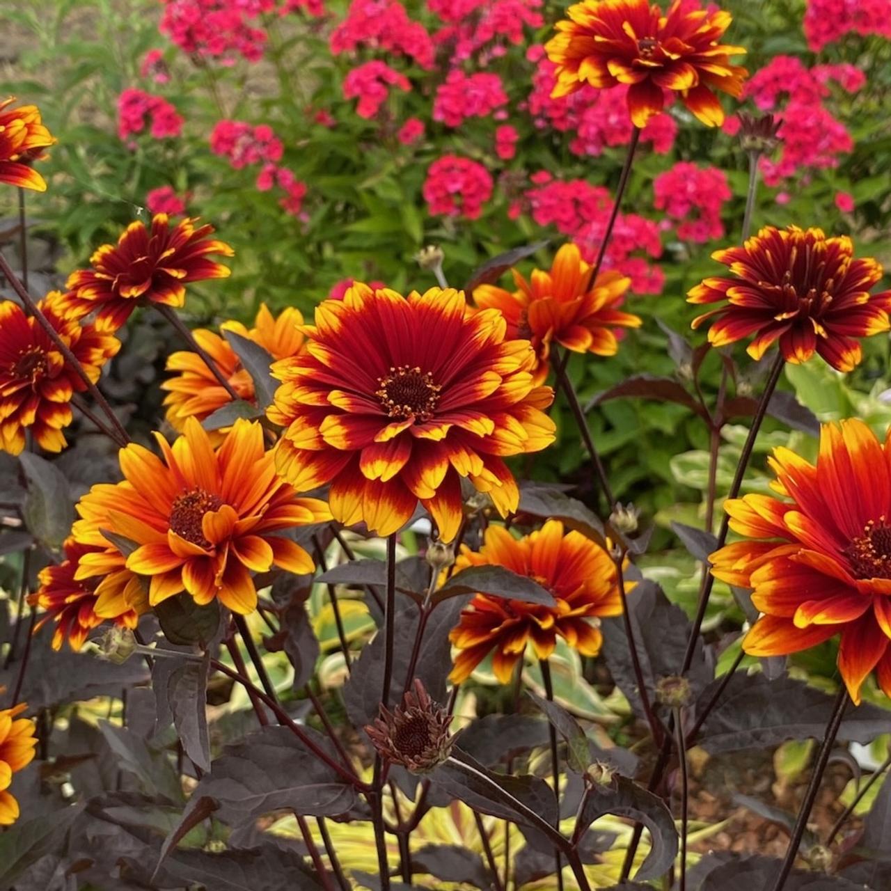 Heliopsis 'Bonfire Sunset'  plant