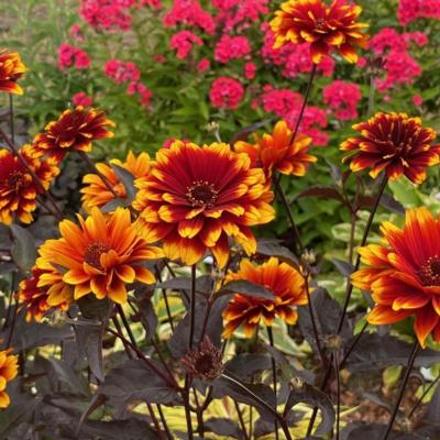 heliopsis-bonfire-sunset