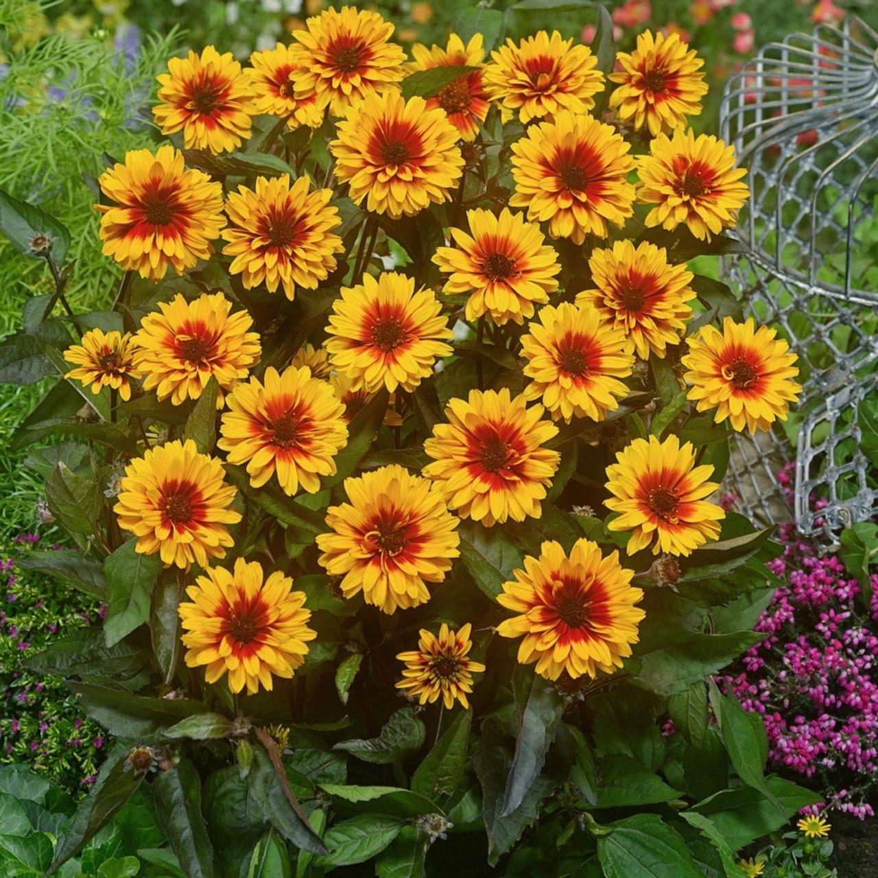 Heliopsis 'Funky Spinner'  plant