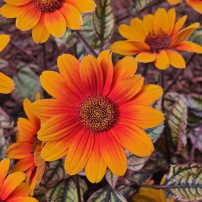 heliopsis-helianthoides-orange-marble