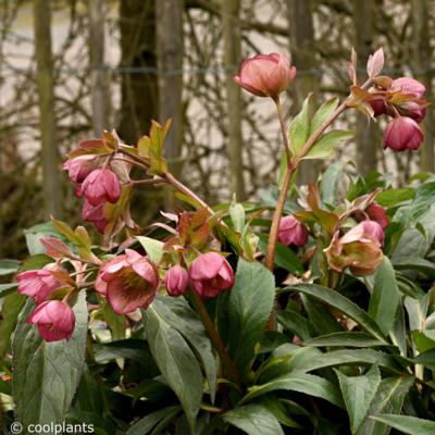 helleborus-x-sahinii-dacaya