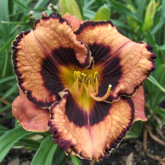 Hemerocallis 'Awesome Blossom' plant