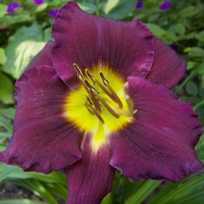 Hemerocallis 'Bela Lugosi' plant