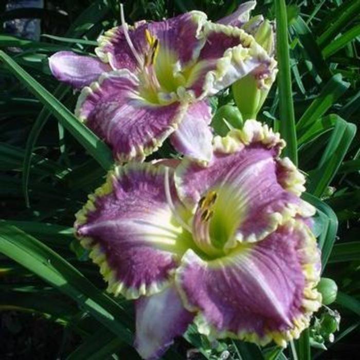 Hemerocallis 'Bestseller' plant