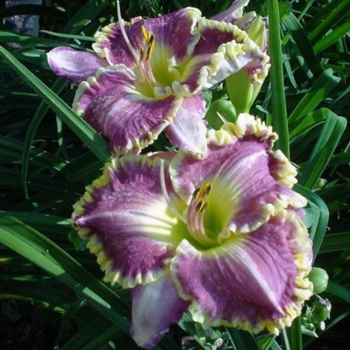 Hemerocallis 'Bestseller' plant