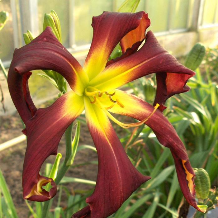 Hemerocallis 'Brer Rabbit's Baby' plant