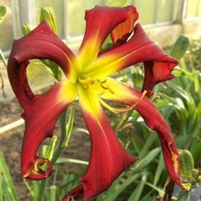 hemerocallis-brer-rabbits-baby