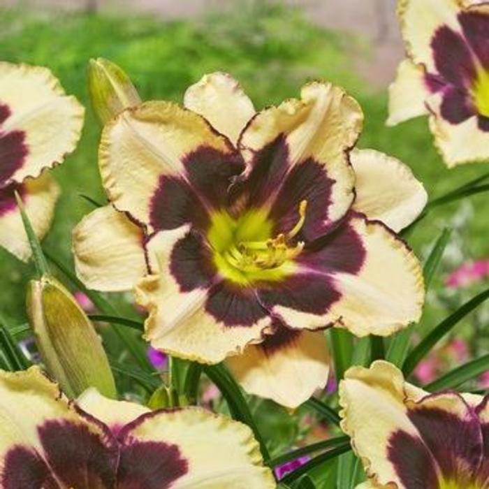 Hemerocallis 'Celebration of Angels' plant